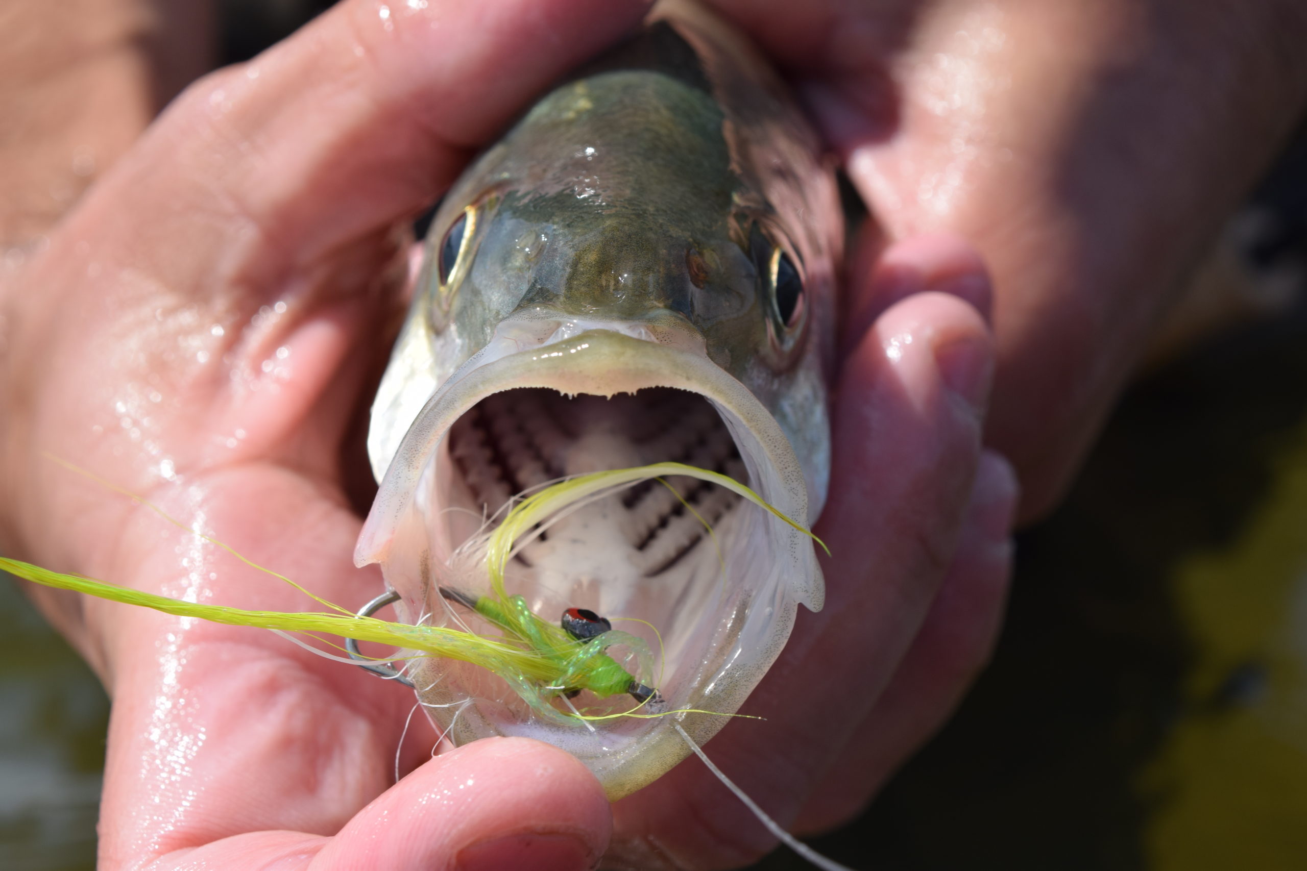 Satisfaction: One Man's Evolution in Fly Fishing - American Museum Of ...