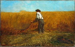 A man cuts wheat with a scythe.