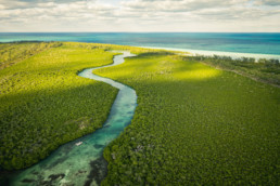 An overhead shot of Bimini Island mangroves.