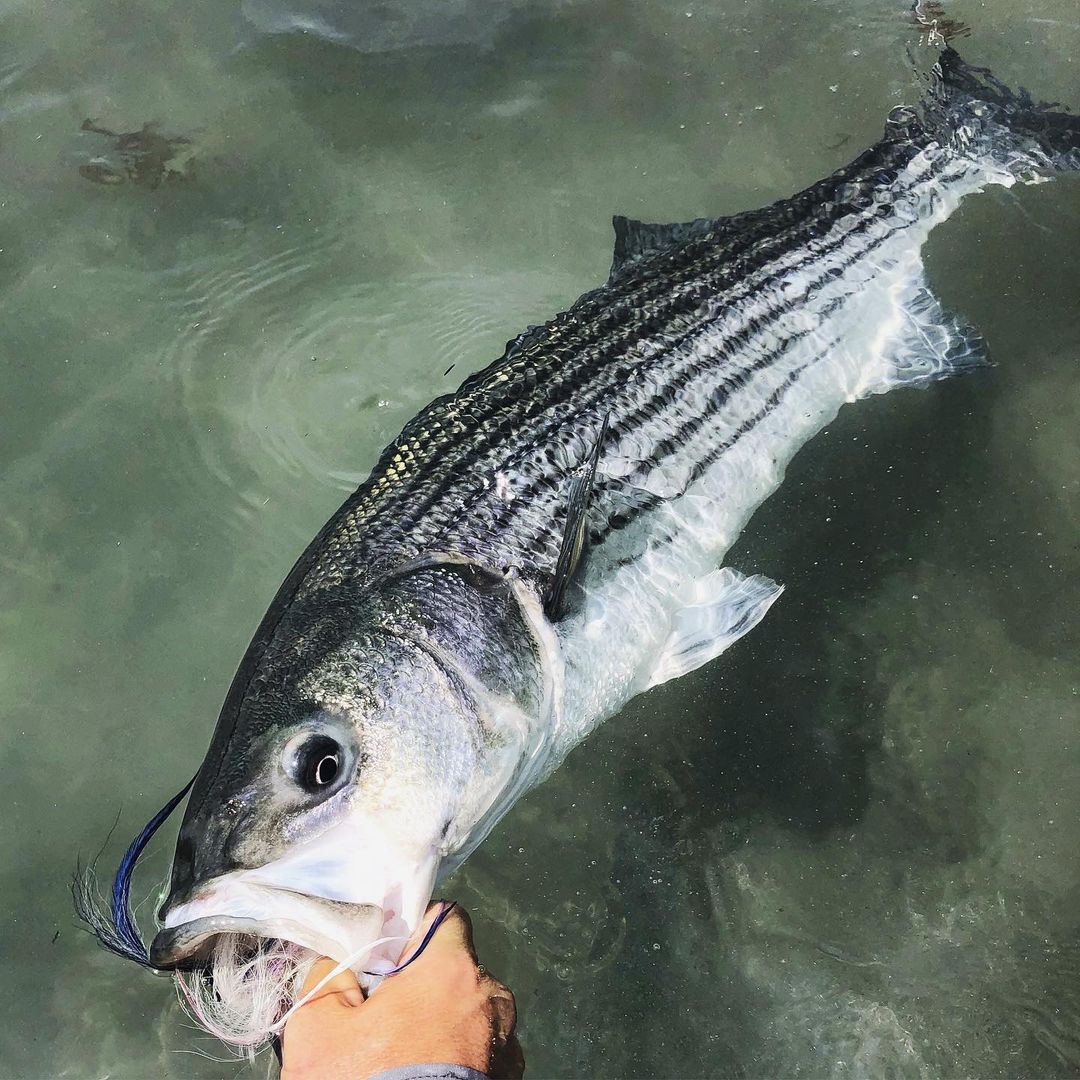 Sodium-Free Stripers: Tactics & Maps - American AnglerAmerican Angler