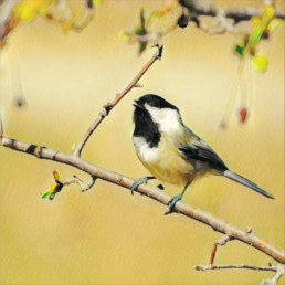 A black-capped chickadee in watercolor style.