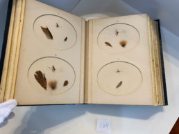 An open book with four shallow oval insets, each one containing a fly and examples of material used in tying it.