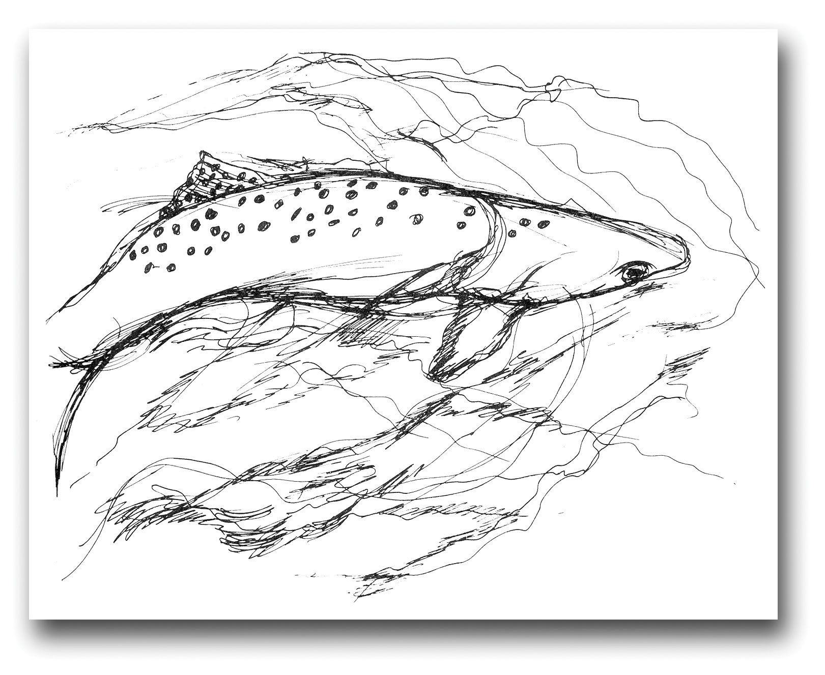 A line drawing of a trout.