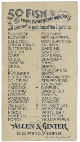 50 Fish from American Waters. You will catch one in each box of ten cigarettes. Blackfish, Blowfish, Bluefish, Brook Trout, Butterfish, Catfish, Carp, Chub, Codfish, Crab, Eel, Flounder, Flying Fish, Goldfish, Grouper, Haddock, Herring, Lobster, Mackerel, Moonfish, Mullet, Pampano, Perch, Pickerel, Porgy, Porpoise, Red Snapper, Rock Blackfish, Salmon, Sardine, Sawfish, Seabass, Sea Robin, Shad, Shark, Sheepshead, Skate, Spanich Mackerel, Striped Bass, Sturgeon, Sunfish, Swordfish, Tarpon, Toadfish, Tomcod, Triggerfish, Weakfish, White Bait, Whitefish, Yellow Perch. Allen & Ginter. Richmond, Virginia. Lith Lindner, Eddy & Clauss N.Y.