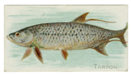 A painting of a Tarpon.