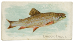 A painting of a Brook Trout.