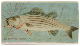 A painting of a striped bass in the water.