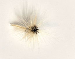 A cream-colored dry fly against a white background.