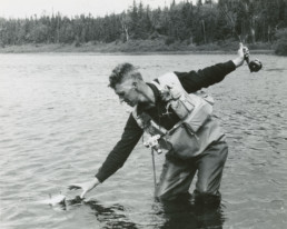 Lee Wulff bends and reaches with his right hand to bring in a fish, while his left hand holds his rod back and up in the air so it stays dry.