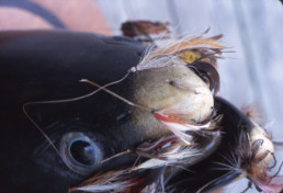 A closeup of the White Pete trout carving highlighting the Carrie Stevens fly.