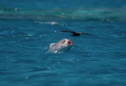 A giant trevally comes partially out of the water in an attempt to catch a gliding sea bird.