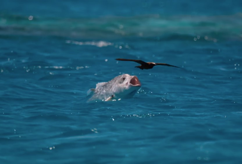 A giant trevally comes partially out of the water in an attempt to catch a gliding sea bird.