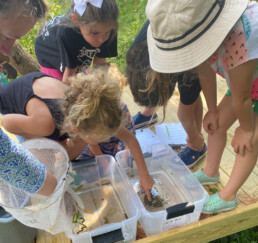 A groups of kids gather around a pair of plastic containers containing water, plants, and other life from a stream. They're all scrutinizing the water closely, one girl reaching a finger in to point at something.