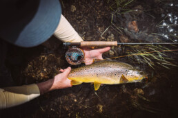 An overhead view of a brown trout cradled by a fly fisher. The trout is held with its right side parallel to the water, giving a good look at its coloring.