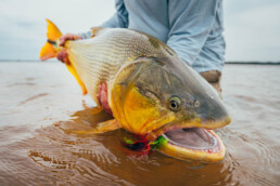 A closeup look at a golden dorado. It's being held by a faceless angler, a saltwater fly hooked in the corner of its mouth.
