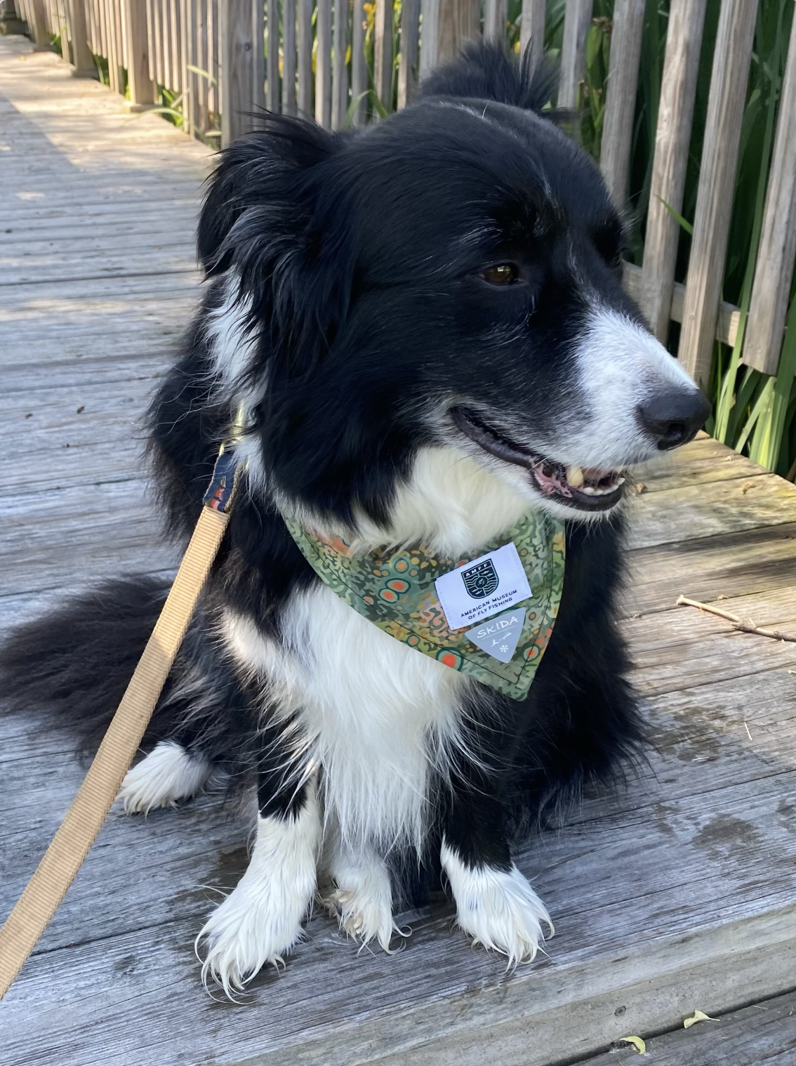 Fly fishing dog collar cheap