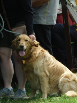 A golden retriever on a leash.