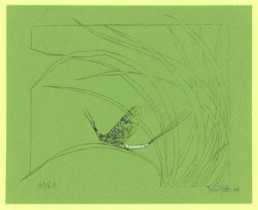 Against a green background, pencil-drawn blades of grass curve across the image like lines in a stained-glass window, starting in the lower right corner. On one of the blades, centered about a third of the way from the bottom, rests a mayfly with yellowish wings and a pale body. 