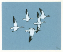 Five snow geese with wings in a v-shaped formation, their wings in various stages of flight, are arrayed from left to right against a slate gray background. 