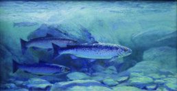 Three Atlantic salmon swim in a river from left to right; a fourth salmon can be seen in the background. Blue tones dominate the piece.