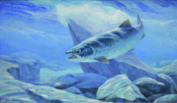 An Atlantic salmon, mouth open, curves downward from left to right. A large rock sits just behind it, and bubbles at the top of the stone indicate the top is above the surface of the river. Blue tones dominate the image.