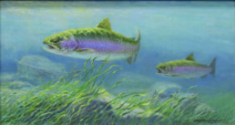 Two rainbow trout swim from right to left in a stream. Long grasses sway at the bottom, and a fly on a line stretches just below the leftmost trout.