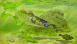 A striped bass pursues a small flounder in a stream. It is moving from left to right, mouth open wide. Greens and yellows dominate the scene.