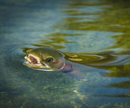 A close up of a trout as it rises to take a large insect, half its head out of the water yet not breaking the surface tension.