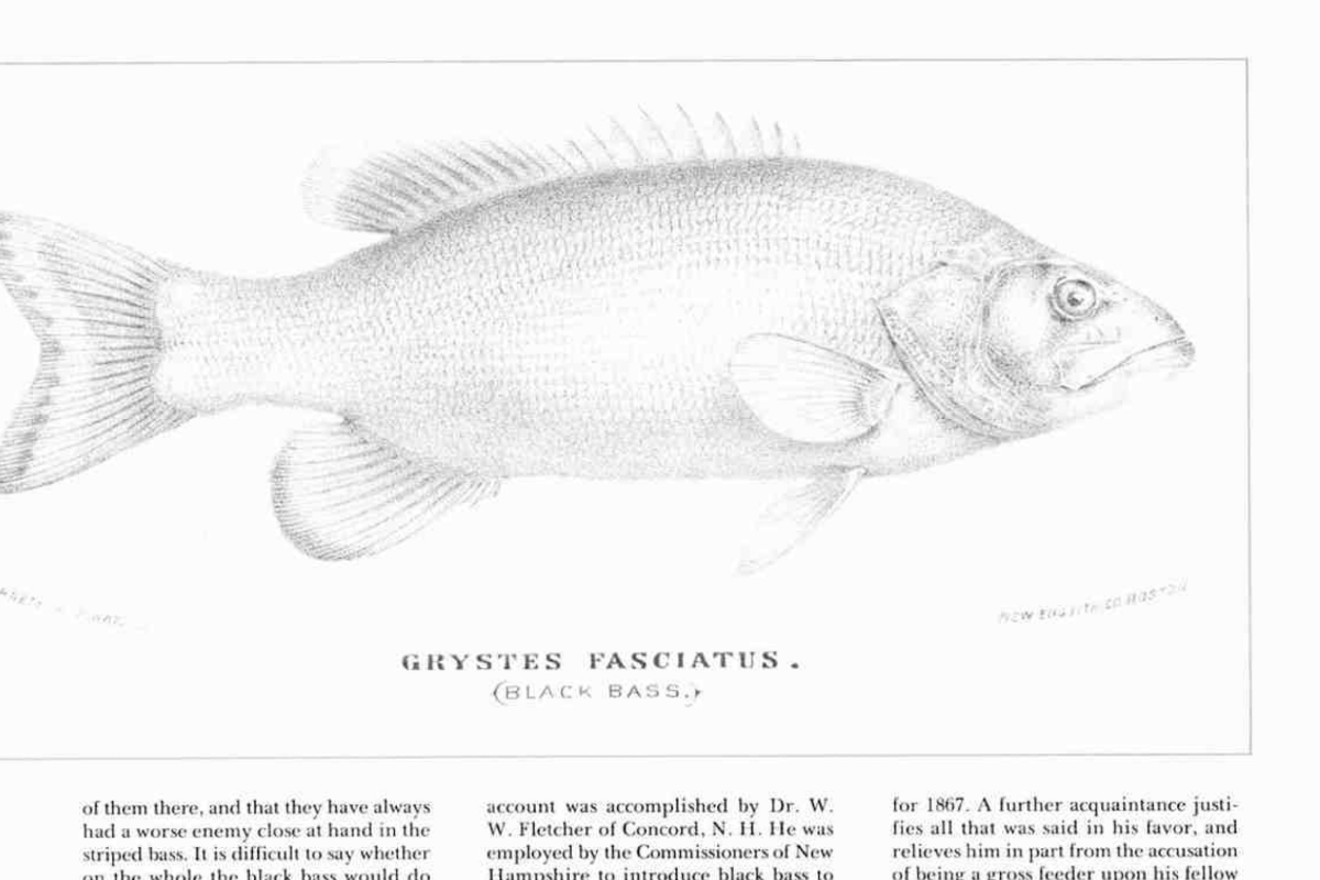 A line drawing of a fish labeled 