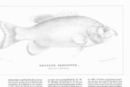 A line drawing of a fish labeled 