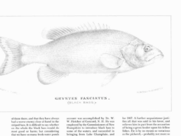 A line drawing of a fish labeled 